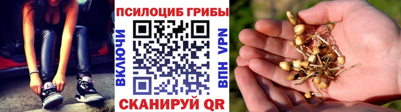 Купить где  Кириллов  Галлюциногенные грибы мицелий 